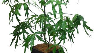 シェフレラ・ノバ | HITOTOKI by MAKIMO PLANT（Plants book）