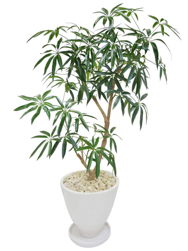 benurosa01-768x1024.jpg
