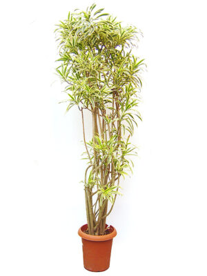 ドラセナ | HITOTOKI by MAKIMO PLANT（Plants book）