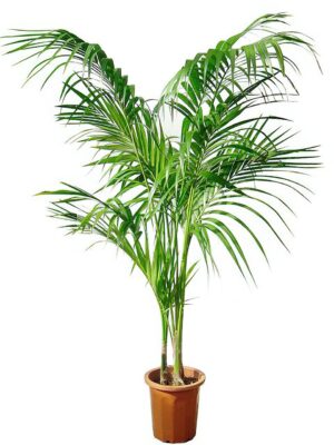 ワシントンヤシモドキ | HITOTOKI by MAKIMO PLANT（Plants book）