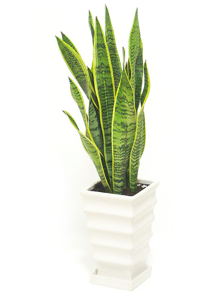 sansevieria_trifasciata03-