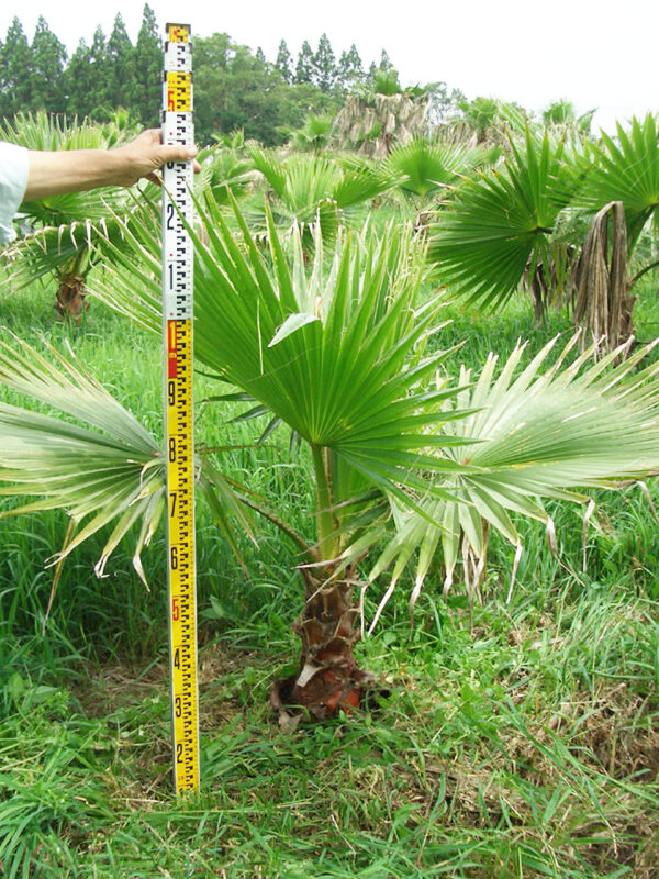 ワシントンヤシモドキ　？ ワシントンヤシモドキ | HITOTOKI by MAKIMO PLANT（Plants book）