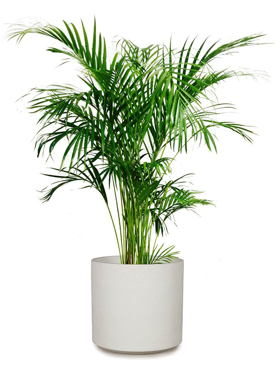 アレカヤシ 8号 コーテス シリンド S 30 - カラー - 画像 (2)