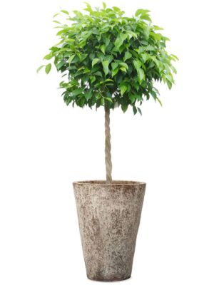 ベンジャミン8号 アビスネブラ トール S 12