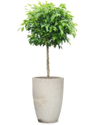 ベンジャミン8号 アビスソニア トール M 12 - カラー