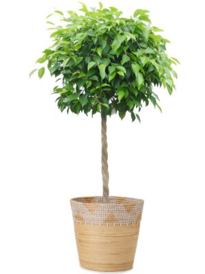 ベンジャミン8号 アルマ コニック S 33 - カラー