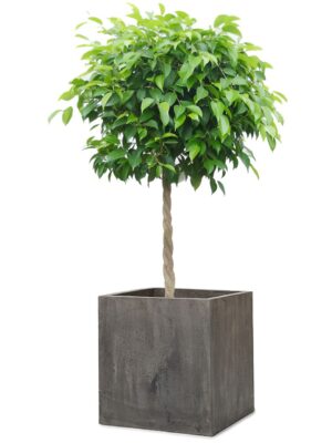 ベンジャミン8号 コンカー キューブ S 36