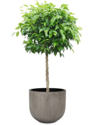 ベンジャミン8号 コンカー ラウンド M 35