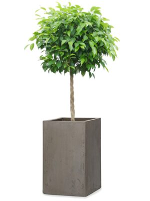 ④　クワズイモ　8号　特大苗木最高等級極上品‼️ クワズイモ 8号サイズ | HITOTOKI by MAKIMO PLANT