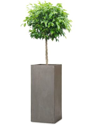 ベンジャミン8号 コンカー ピラー L 80