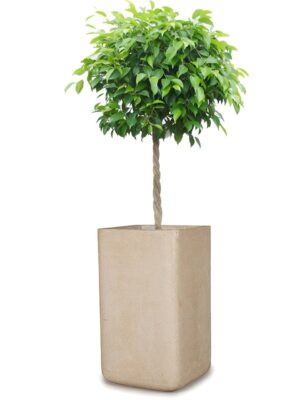 ベンジャミン8号 コーテス タワー M 60 - カラー