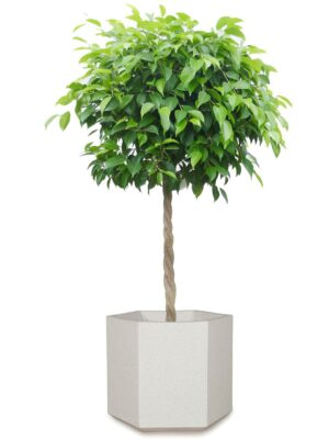 ベンジャミン8号 コーテス ヘックス S 30 - カラー