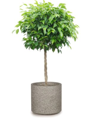 ベンジャミン8号 コーテス シリンド S 30 - カラー