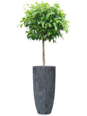 ベンジャミン8号 コーテス ラウンド ハイ M 32 - カラー