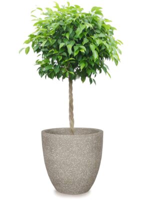 ベンジャミン8号 コーテス ラウンド S 30 - カラー