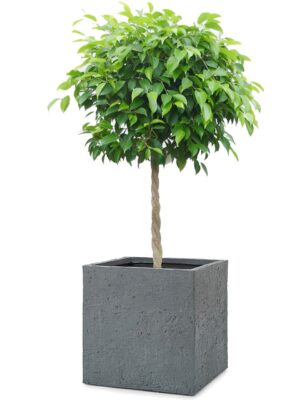 ベンジャミン8号 ベータ キューブプランター S 36 - カラー