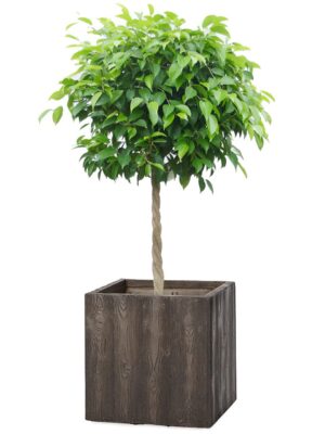 ベンジャミン8号 ベータ キューブプランター ウッド S 36