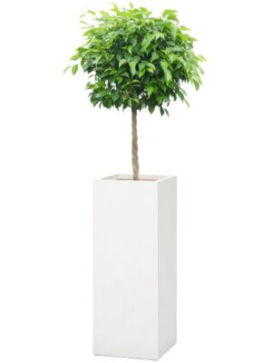 ベンジャミン8号 シグマ 角柱プランター L 90 - カラー