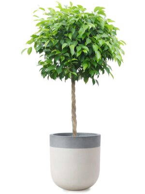 ベンジャミン8号 バルゴ ツートーン M 33 - カラー