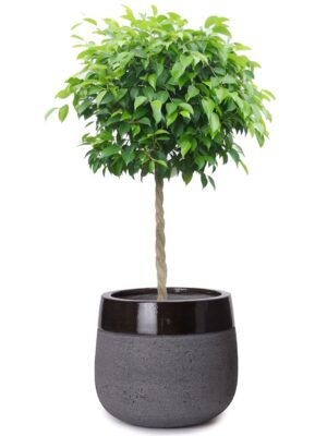 ベンジャミン8号 タウルス ミドル ツートーン M 40 - カラー