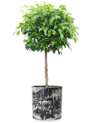 ベンジャミン8号 ホルスト プライマ 鉢カバー M 10 - カラー