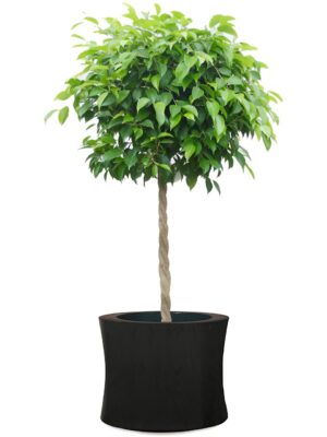 ベンジャミン8号 ラミー オーバル M 30 - カラー