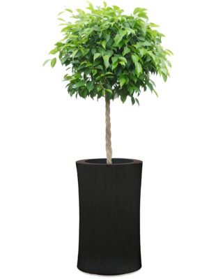 ベンジャミン8号 ラミー オーバルトール M 60 - カラー