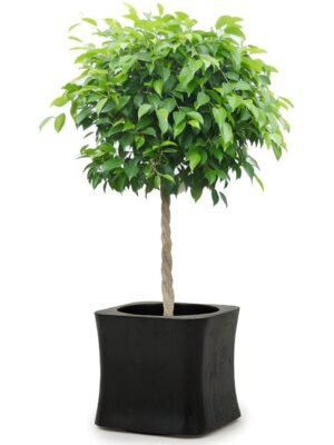 ベンジャミン8号 ラミー スクエア M 30 - カラー