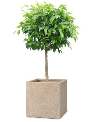 ベンジャミン8号 サンディ キューブ S 36