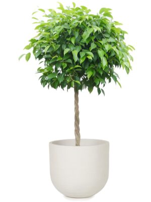 ベンジャミン8号 ソンク ユーポットミドル M 35 - カラー