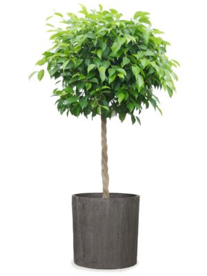 ベンジャミン8号 ソンク シリンダー S 29 - カラー