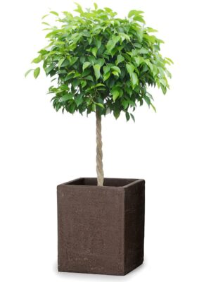 ベンジャミン8号 トリコ 913 M 55 - カラー