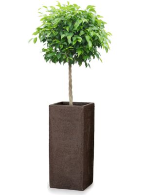 ベンジャミン8号 トリコ 913 L 70 - カラー