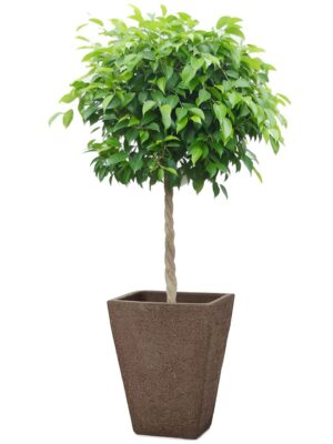 ベンジャミン8号 トリコ 963 M 11 - カラー