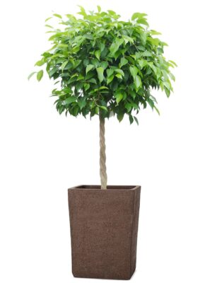 ベンジャミン8号 トリコ 986 M 11 - カラー