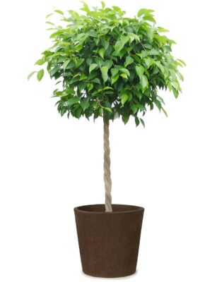 ベンジャミン8号 トリコ ビーナ コニック M 10 - カラー