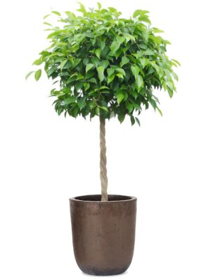 ベンジャミン8号 ウーヌム ユーポット M 10 - カラー