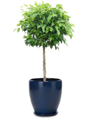 ベンジャミン8号 ビトロ ドゥオ 受け皿付き M 12 - カラー