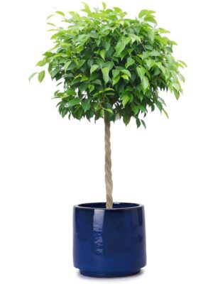 ベンジャミン8号 ビトロ エンデカ インナーポット付き M 10 - カラー