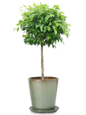 ベンジャミン8号 ビトロ ドーセ 受け皿付き M 12 - カラー