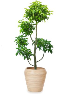 ベンジャミン玉チラシ 8号 アルマ ミドル M 33