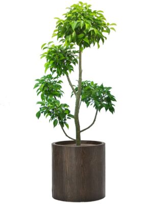 ベンジャミン玉チラシ 8号 アルファ シリンダープランター ウッド S 36