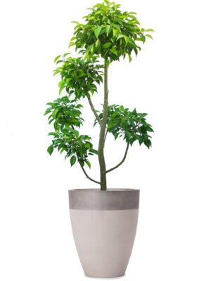 ベンジャミン玉チラシ 8号 カプリ ツートーン M 36 - カラー