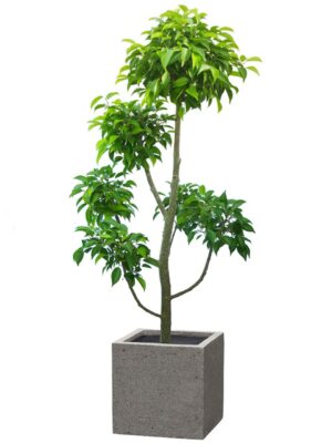 ベンジャミン玉チラシ 8号 キューブ ラテルストーン S 30