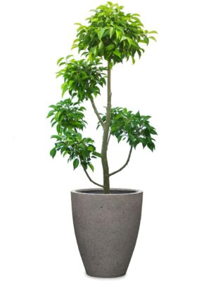 ベンジャミン玉チラシ 8号 カプリ ラテルストーン M 36