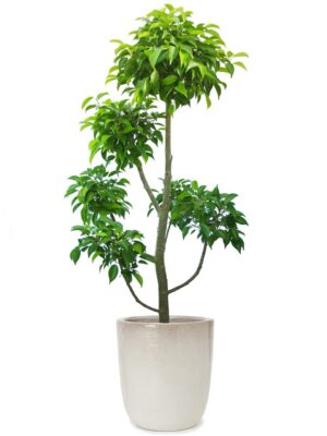 ベンジャミン玉チラシ 8号 ウーヌム ユーポット M 10 - カラー