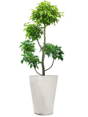 ベンジャミン玉チラシ 8号 ウーヌム コニック S 12 - カラー