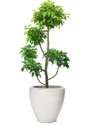 ベンジャミン玉チラシ 8号 ウーヌム ジャー M 13 - カラー