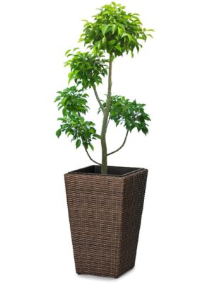 ベンジャミン玉チラシ 8号 ウィッカーポット スクエアロング (OTタイプ) L 57 - カラー