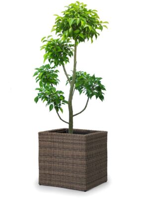 ベンジャミン玉チラシ 8号 ウィッカーポット キューブ (NTタイプ) M 41 - カラー